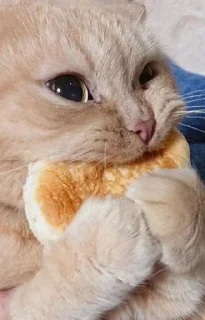 😺