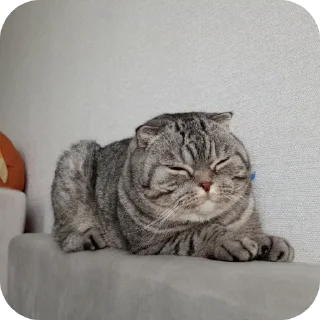 🐱