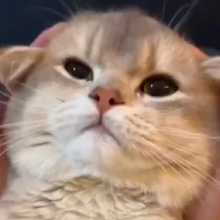 🐈