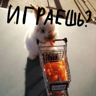 🐰