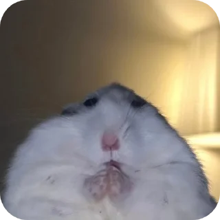 🐹
