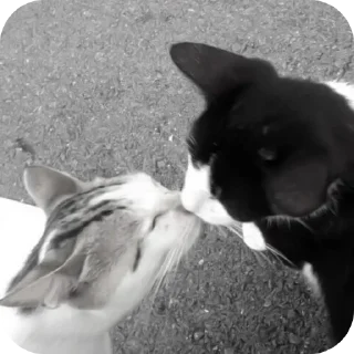 🐱