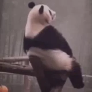 🐼