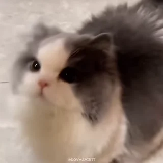 🌟