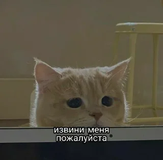 с котиками :: @fStikBot