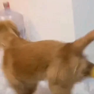 🐕