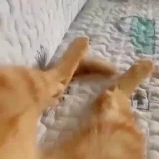 🐈