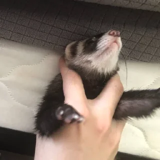 🤲