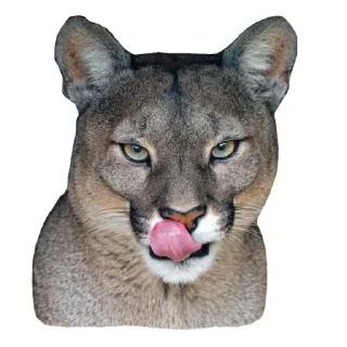 🐱