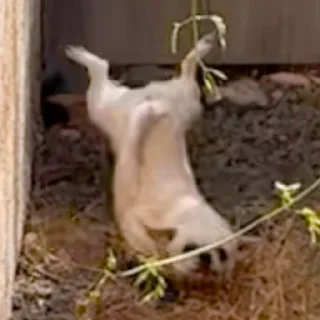 🥺
