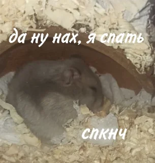 😴