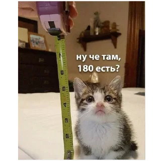 🐱
