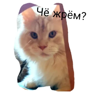 Симба Том  Лягушка и Губка Боб