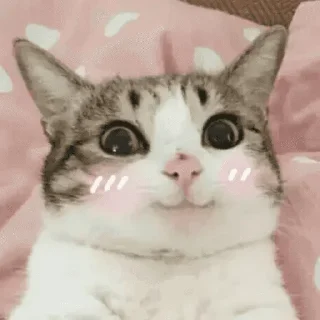🐱