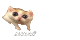 🐈