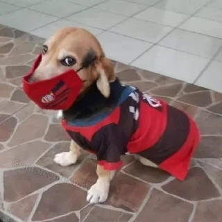 🐶