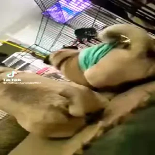 😈