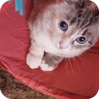 🐱