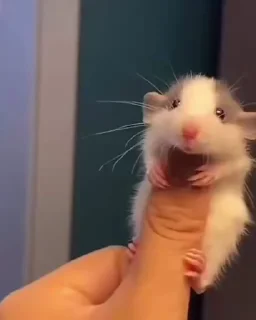 🌟