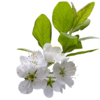 🌸