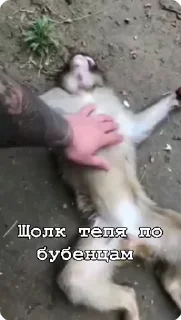 🌟