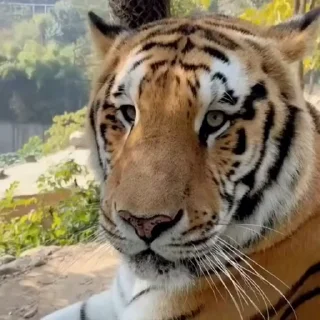 🤩