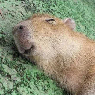 Капибары тут @capybaras_are_cute
