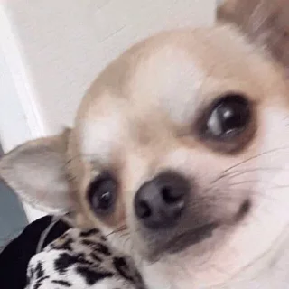 🐕