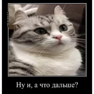 🐱