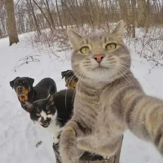 🐈