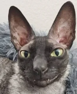 🦇