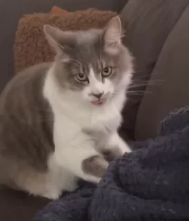 👅