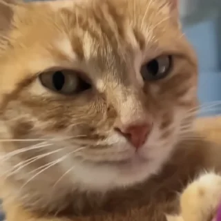🐈‍⬛️