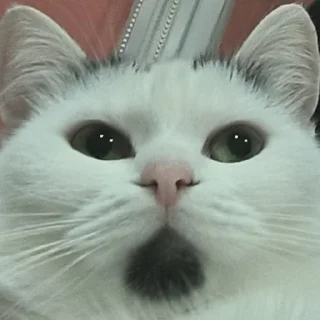 🥟