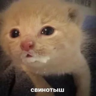 🐷