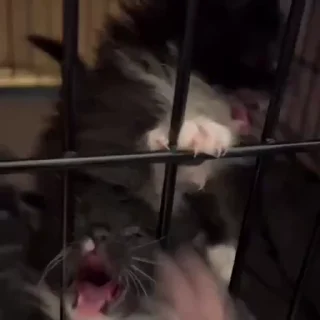 🤬