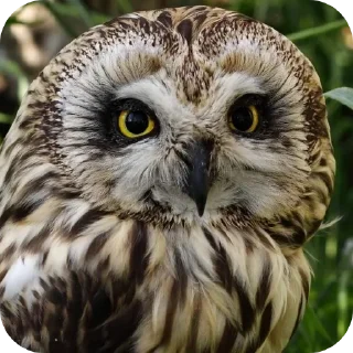Owls • @Earth928B