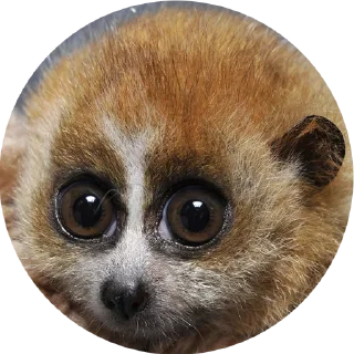 Lovely Lemurs @stickersb2b