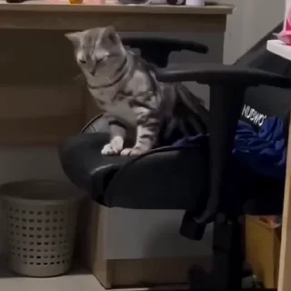 🐈