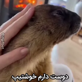 🦫