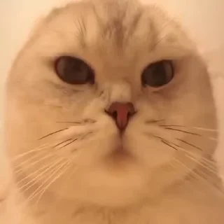 🐱