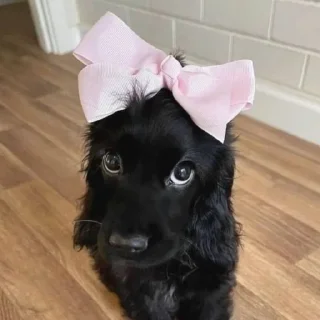 🐶