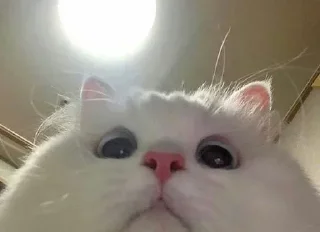 🫣