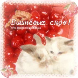 🐱