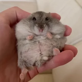 🥟