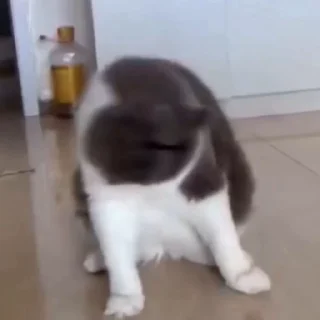 🐈