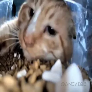 🐱