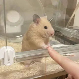 🐹