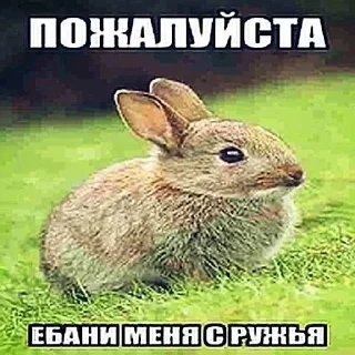 🐇