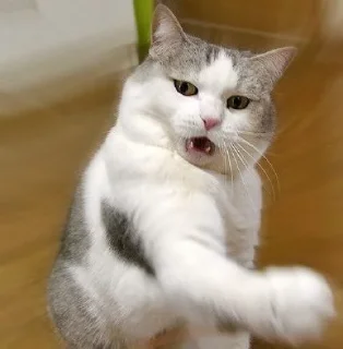 🐱